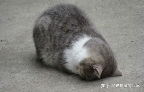 猫有哪些奇葩睡姿