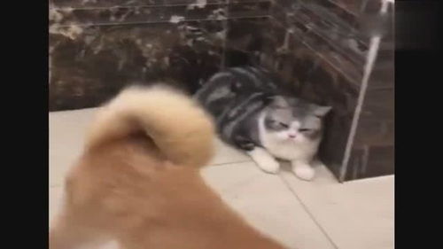 这只柴犬真是欠打每天路过都要招惹一下猫,猫咪一脸嫌弃