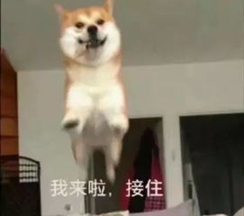 这里有你的小可爱,请注意查收