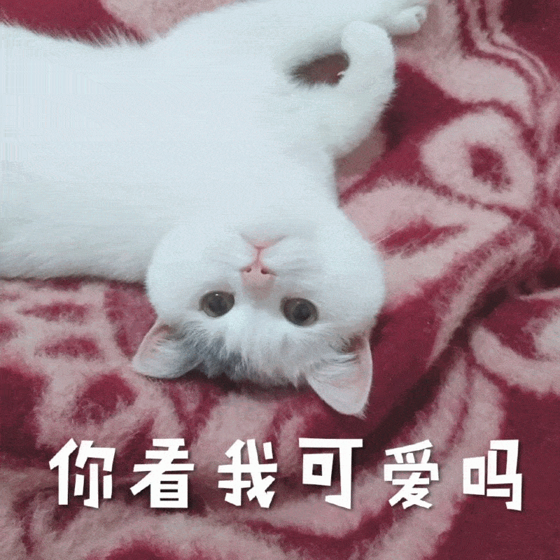 猫咪可爱女生表情包你要讲道理,还是要我