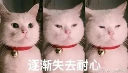 激光猫猫表情包猫猫