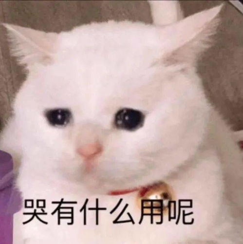 悲伤猫猫头表情包