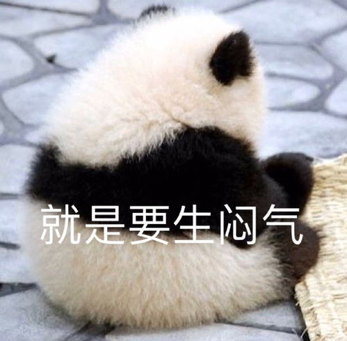 抱大腿图片表情包可爱我就是你