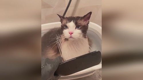 睡不着表情包一套猫咪