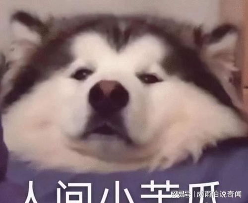 影响现实不输失孤,美籍凶手杀人后逍遥法外,因电影被捕入狱