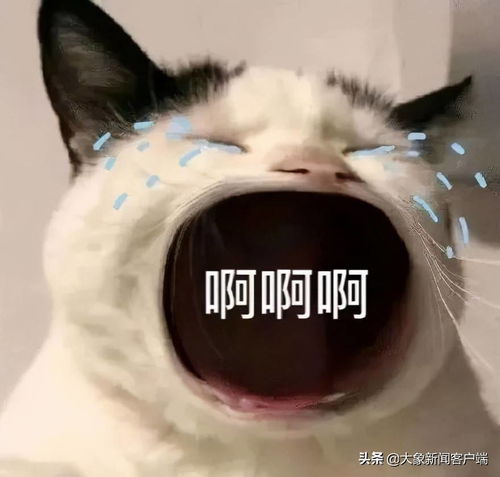 lucky表情包动图摇头猫猫