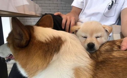 睡不着表情包一套柴犬