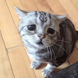 委屈猫走红眼神可怜兮兮萌的心都快融化组图