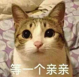 小猫趴桌子表情包