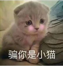 网友分享细思极恐的真实经历,原来动物真的有灵性