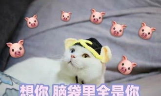 可爱的猪猪表情包你收藏了几个我这有一打