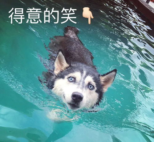 我一个下水表情包派克