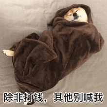 裹被子的柴犬表情包合集除非打钱,其他别喊我