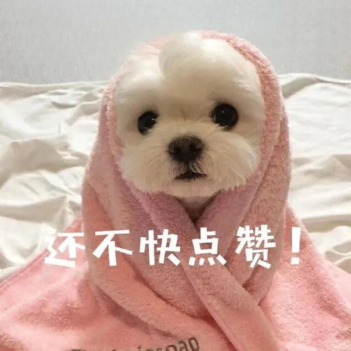 聊天表情包可爱表情包
