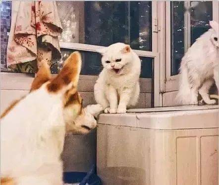 强龙不压地头蛇,当猫皇转角遇见大屁股柯基时,猫咪表情亮了