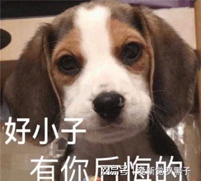 狗子跳起来的表情包饭碗