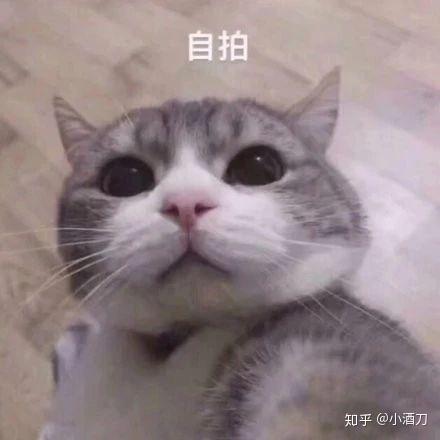 为什么一个男生总是爱发小猫的表情包