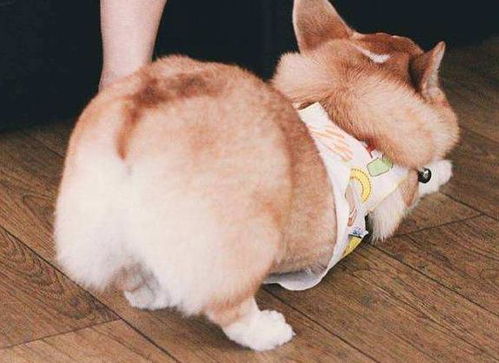 最常见的6种宠物犬最新价格标准,你的狗能够卖多少钱