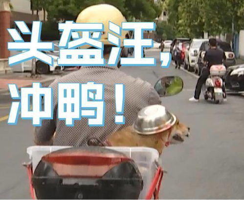 笑喷大爷骑车给狗子戴自制头盔,网友铁帽子汪表情包安排