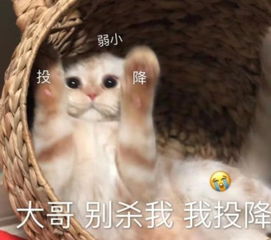 ins超甜腻的表情包,你今天必须亲亲我,很响的亲几口