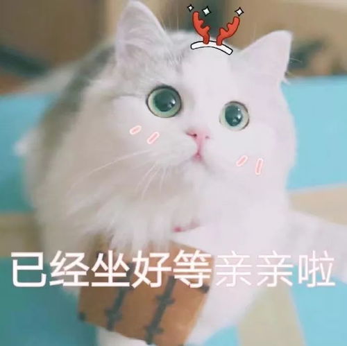 壁纸头像超可爱搞笑猫咪表情包