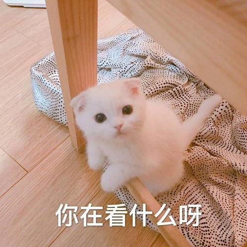 笑话十条婆媳关系好不好,全看老公怎么搞