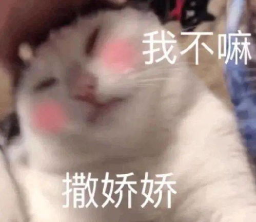 垮起个豹豹脸