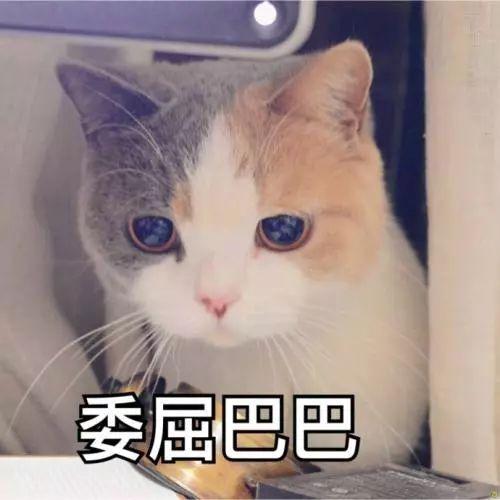 萌宠表情包带字图片困熬夜