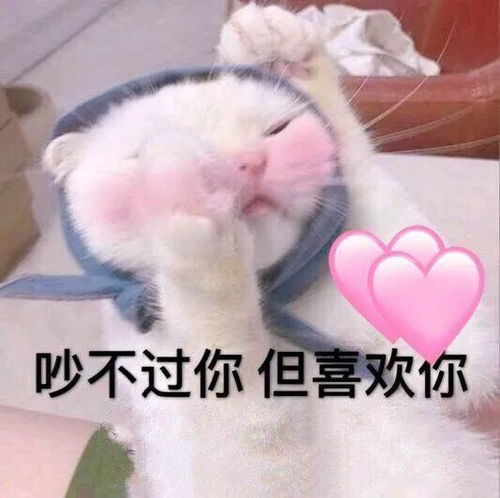 表情包微信聊天套路表情包小动物表情包可爱喵星人表情包