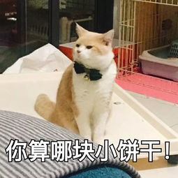 提问你的猫叫什么名字