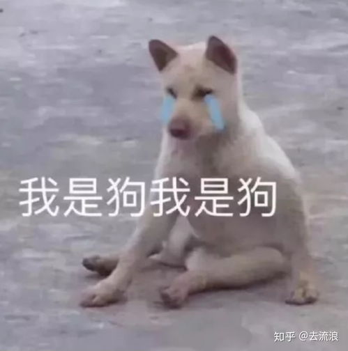 你们一天玩手机都玩几个小时