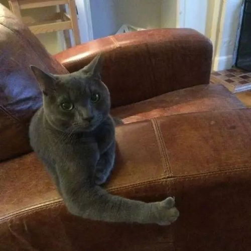 猫叫表情包贪吃蛇