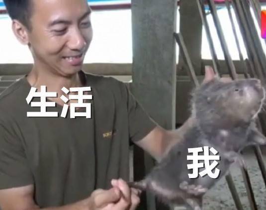 竹鼠表情包意外蹿红网络,这都怪华农兄弟的一百种吃竹鼠的理由