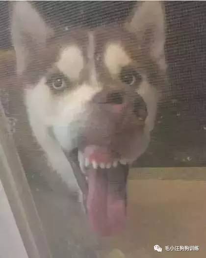 猫叫表情包海明威