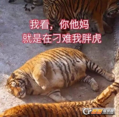 可爱动物表情包