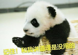 听说发滚滚能吸粉本天也试试