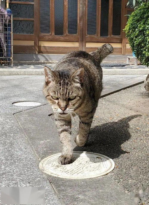 微博