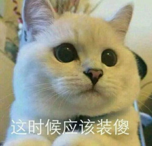 如何在华商凭实力单身