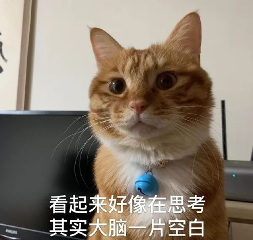 猫咪表情包投降,投降,我投降