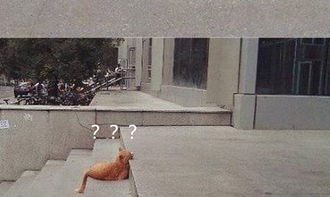 水泥地上只剩猫头,以为有人在虐猫,走近一看表情复杂