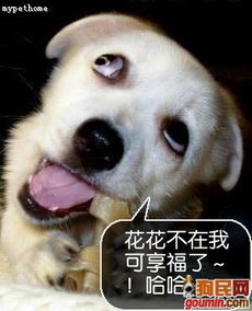 狗头人系列表情包商业价值