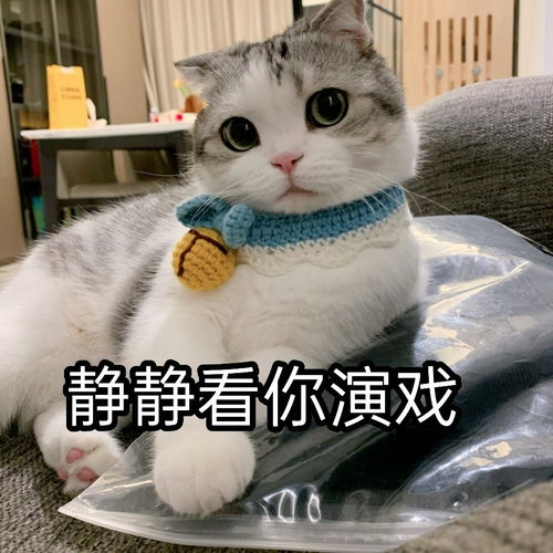 萌宠表情包呀,牛在天上飞耶