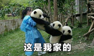 没有几张滚滚表情包,你好意思说想去偷只猫来养它一辈子