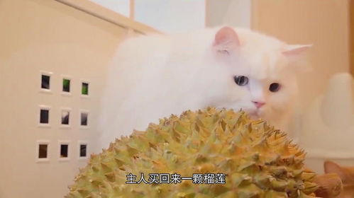 主人喂猫咪吃榴莲,喵星人的表情让人笑出了猪叫声