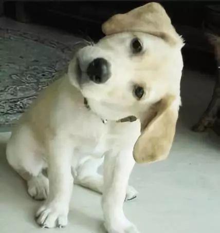 狗狗歪头杀除了卖萌,原来还有别的含义