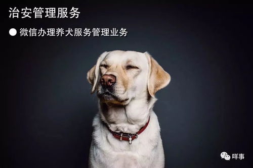 户口车牌通行证...很多再不用去现场办广州这波新举措,不知道就亏了