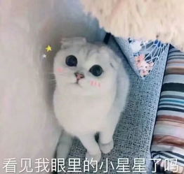 动物表情包可爱聊天表情