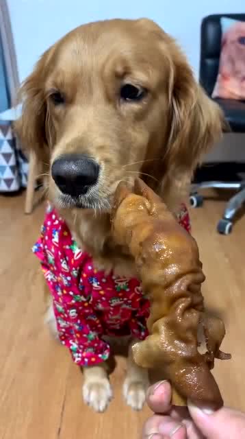 测试狗子会不会吃狗肉,这狗表情亮了,太逗了