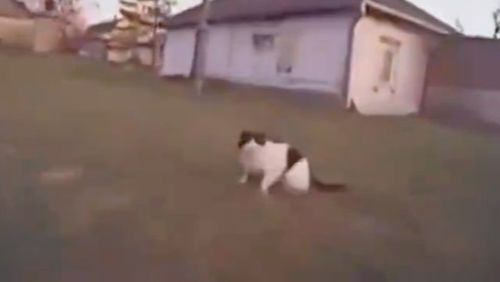 无敌喵喵拳,小猫一爪击落乌军无人机