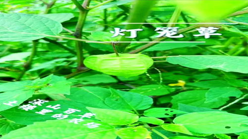 认识是宝不认识是草灯笼草,很苦很有用的小妙招来了,包你有用途治百病